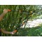 Garten Primus 01100 Secateur a  cliquet Noir/Orange 67 x 28 x 3,5 cm