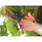 Jardin Primus Secateur/Power Lubrifiant, Noir/Orange, 22 x 5,5 x 1,6 cm -01000