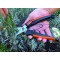 Primus Secateur de Jardin Plants de Jardin et Ciseaux a Herbes, Noir/Orange, 23,1 x 4,5 x 2,1 cm 01050