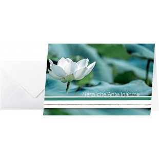 SIGEL DS006 Lot de 10 cartes de condoleances Amaryllis, avec enveloppe sans texte Blanc Agreable a  porter