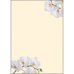 SIGEL DP904 Papier a  lettres, 21 x 29,7 cm, 90g/m², orchidees blanches, jaune, 50 feuilles,