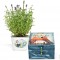 - Kit de Transfert Photo, 10122242, colore