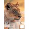 452300 T View Bras pivotant avec pince de fixation pour table lumiere gris