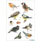 etiquette Decorative Decor Aquarelle Oiseaux 3 planches dans 1 paquet