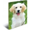 HERMA Chemises a  elastique Animaux Chiens A3, Polypropylene, avec impression interieure, chemise plastique avec rabat