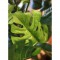 CATRAL - Plante verte artificielle monstera 135cm
