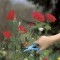 GARDENA Cueille-roses – Taille XL – Lames affûtées inox – Résistant rouille – Garantie 25 ans – (359-20)