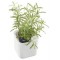 orthex Pot à herbes aromatiques EDEN, largeur: 120 mm, blanc