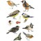 HERMA Autocollants DECOR 'Oiseaux chanteurs'