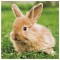 SUSY CARD Serviette à motif de Pâques 'Balançoire et lapins'