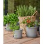 orthex Pot de fleurs CULTIVATE, diamètre : 120 mm, gris