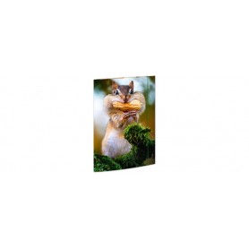 RNK 45375 - Chemise à dessin Chipmunk 310 x 440 mm, Chemise pour documents DIN A3, avec fermeture élastique, 1 pièce