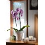 tera Pot de fleurs \"Porto 16\", transparent