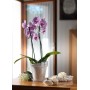 tera Pot de fleurs \"Porto 16\", transparent