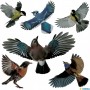 HERMA Etiquette de signalisation \"oiseaux\", multicolore