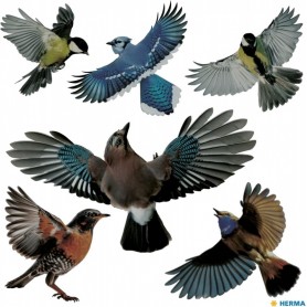 HERMA Etiquette de signalisation \"oiseaux\", multicolore