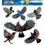HERMA Etiquette de signalisation \"oiseaux\", multicolore