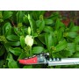 Garten PRIMUS Coupe-branches \"Cavalier la rose\", petit