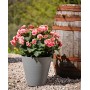 tera Pot de fleurs \"Hoop\", diamtre: 160 mm, cloud