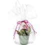 folia Film pour emballage cadeau, 20 microns, non imprim