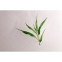 Clairefontaine Bloc de papier aquarelle BAMBOO, 250 g/m2, A3