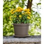 tera Soucoupe \"Aura round\", diamtre: 460 mm, anthracite