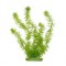 AQUA Plantes artificielles Marina Hornwort 20 cm - Plastiques - Vertes - Pour aquarium