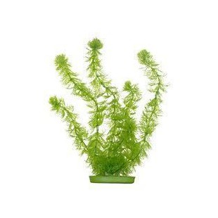 AQUA Plantes artificielles Marina Hornwort 20 cm - Plastiques - Vertes - Pour aquarium
