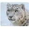 Allsop tapis de souris léopard des neiges (boîte de 6)