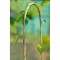 NATURE Tuteur bambou naturel arceau - H120 cm