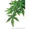 Plante Abutilon 20x55cm - Exo Terra