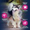 EUKANUBA DAILY CARE Croquettes premium chiens adultes en surpoids/stérilisés - Poulet -12,5 kg