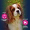 EUKANUBA DAILY CARE Croquettes premium chiens adultes en surpoids/stérilisés - Poulet -12,5 kg