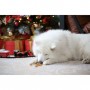 ROSEWOOD Boule de Noël étoile avec friandises - Pour chien - 80 g