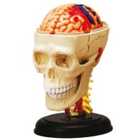 MGM - Explora - Anatomie crâne et cerveau - Expérience anatomie