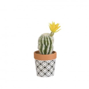 Mini Cactus laineux fleuri - En pot ethnique noir