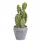Cactus Mexicain - En pot gris