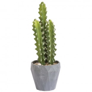 Cactus Argentin - En pot gris
