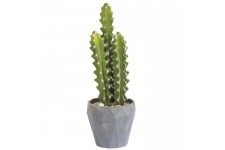 Cactus Argentin - En pot gris