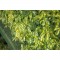 NATURE Grillage pour parterre / balcon - HDPE vert - Maille 5x5 mm - 1x3 m