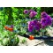 Garten Primus 01410 Secateur telescopique pour Rosier, Noir/Orange, 137,5 x 9 x 3,1 cm