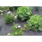 TerCasa Unkrautgewebe Toile Anti-Mauvaises Herbes en polypropylene stabilise aux UV 10 m² (2 m x 5 m), Noir, (gefaltet)