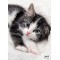 RNK 45331 Pochette a  dessin « Chat », 310 x 440 mm, DIN A3, avec elastique de fermeture, 1 piece